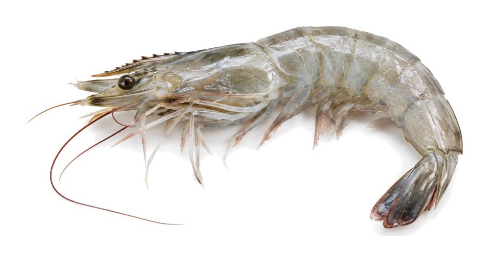 Langostino ecuatoriano entero con cabeza